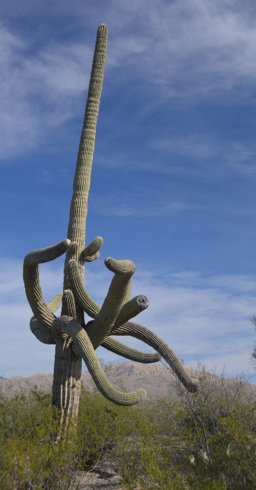 live saguaro with lots of arms
